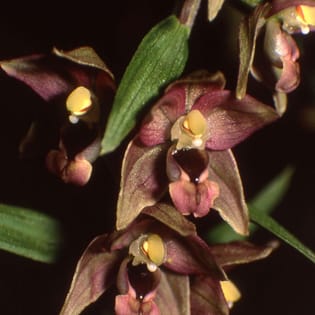 Phylogeographic patterns of Epipactis lineages