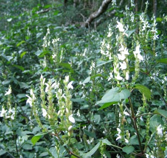 Seed predator satiation and seedling recruitment