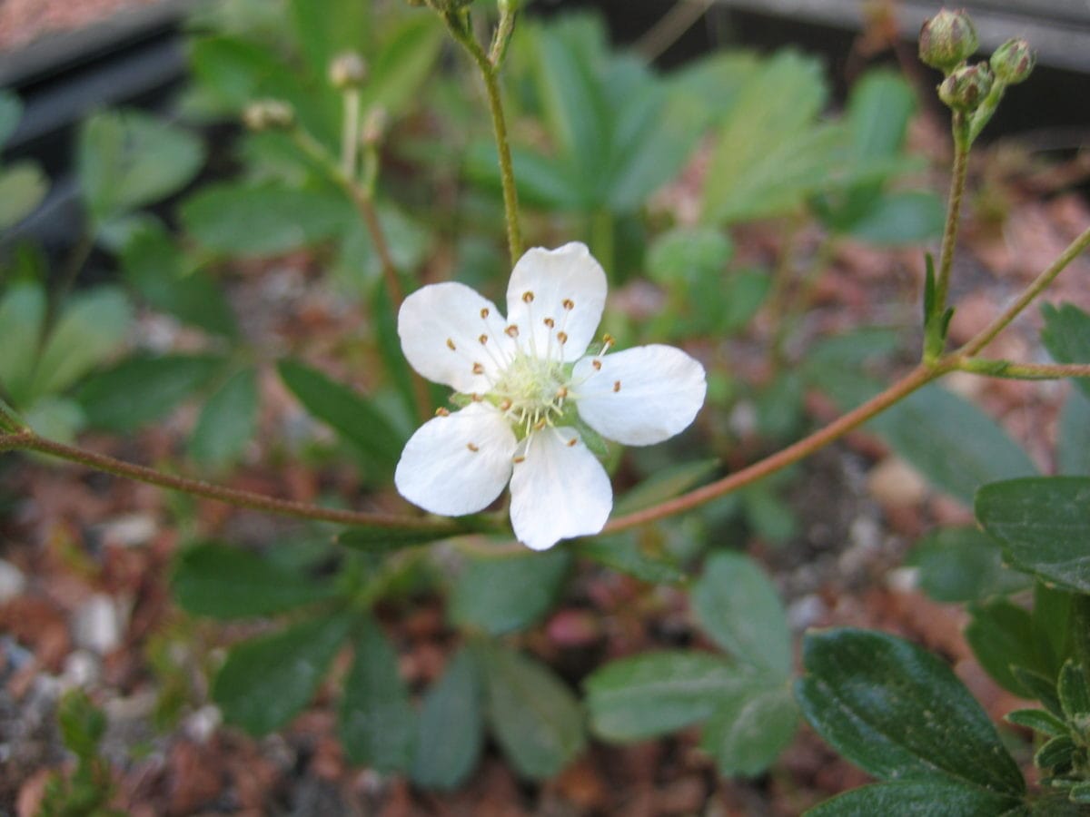 Three-toothed cinquefoil, Sibbaldiopsis tridentata