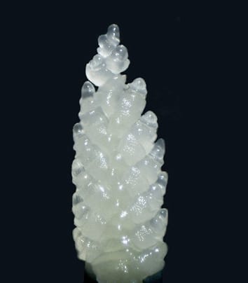 Breeding effects on development phases in durum wheat