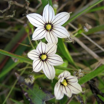 Evolution of oil-producing trichomes in Sisyrinchium