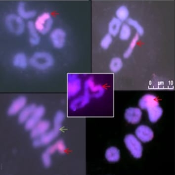 Alien introgression in Lolium and Festuca
