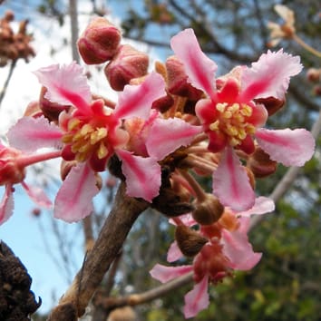 Pollination shift in Neotropical Malpighiaceae
