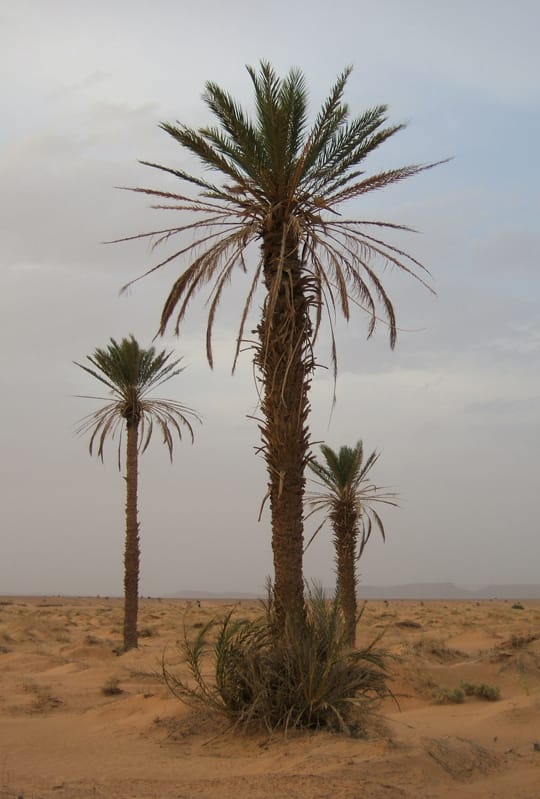 Image: Wikimedia Commons.