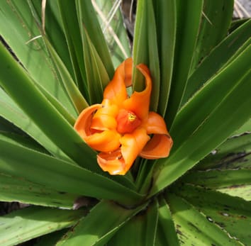 Evolution, classification and biogeography of Velloziaceae