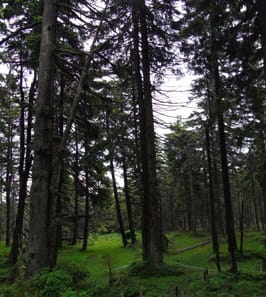 Lichen Lecanora conizaeoides in German forest