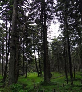 Increased pH and dieback of lichen