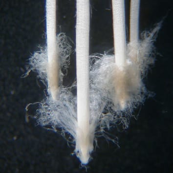 Novel border-like cells in woody plant roots