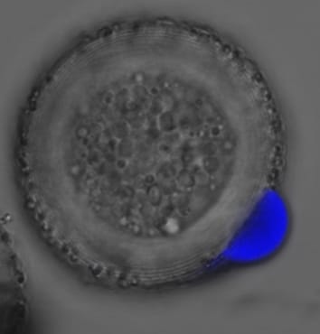 Hydration regulation in Cupressus pollen