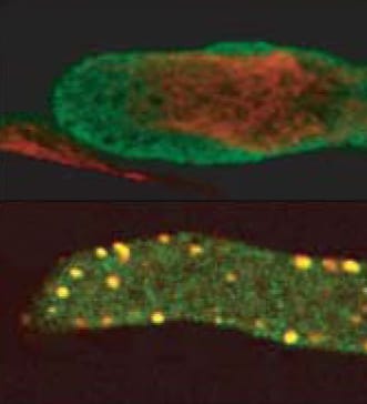 SI-mediated actin alterations in pollen (Review)