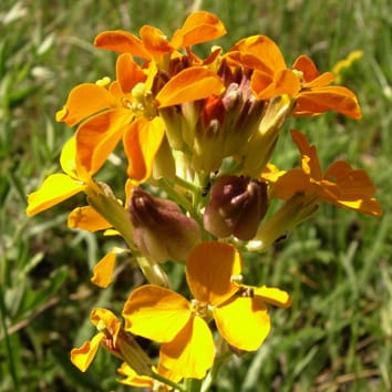 Pollinator and herbivore effects on Erysimum