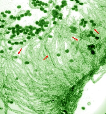 Mechanisms of self-incompatibility in grasses (Review)q