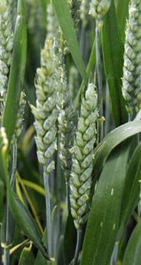Wheat Ears Anthesis