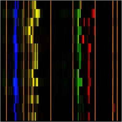 Free—open access paper: A platform for efficient genotyping in Musa using microsatellite markers