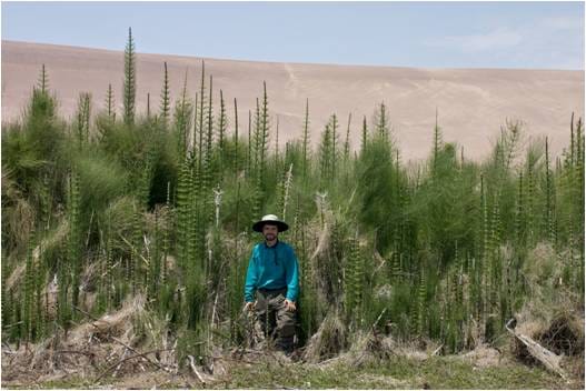 Free—open access paper: Salinity tolerance ecophysiology of Equisetum giganteum in South America
