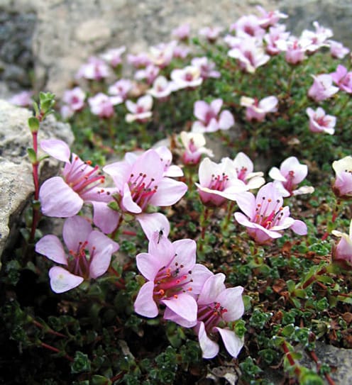 Michael Haferkamp/Wikimedia Commons.