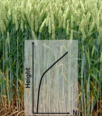 Simulating nitrogen economy of wheat plants