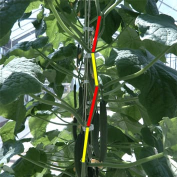 Modelling lengths of cucumber internodes