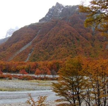 Growth and carbon budgets in Nothofagus