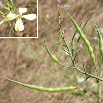 Smoking out weeds with karrikinolide