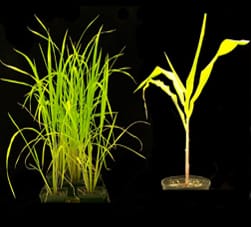 Yellow Stripe-Like metal transporters in Brachypodium