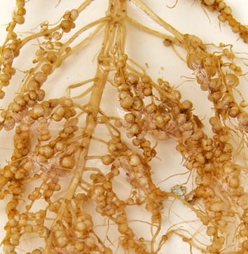 Molecular control of legume nodulation