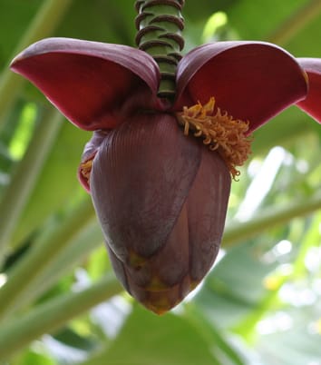 Chromosome pairing in Musa interspecific cultivars