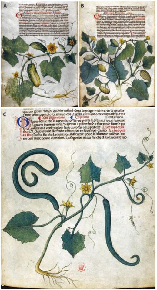 Cucumbers and melons in medieval manuscripts