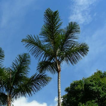Geographical ecology of the palms (Review)
