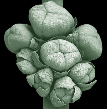 Acervulate partial inflorescence in Chamaedoreeae