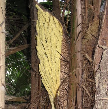 Single-copy nuclear genes for palm phylogenetics