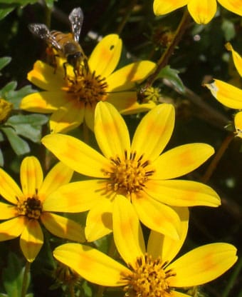 The Meskel daisy, Bidens pachyloma, from Ethiopia