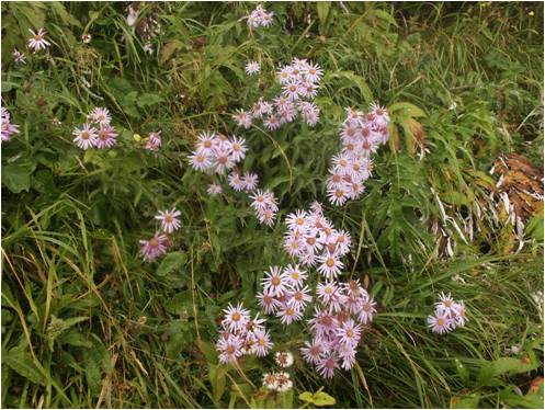 Free paper — Conservation genetics of the rare Pyreneo-Cantabrian endemic Aster pyraneus (Asteraceae)