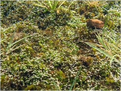 Free paper — A perspective on underwater photosynthesis in submerged terrestrial wetland plants