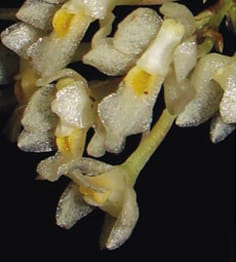 Floral characters in Capanemia