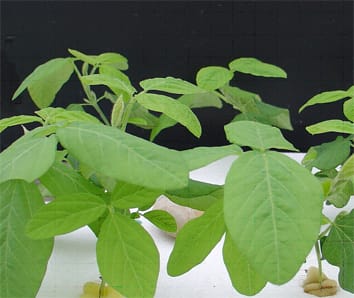 Purple acid phosphatase genes in soybean