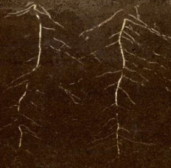 Functional approach to predicting root decomposition