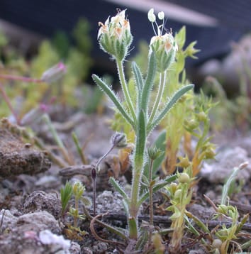 Soil seed bank recovery in semi-arid vegetation