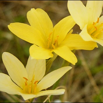 Genome size in Narcissus hybrids