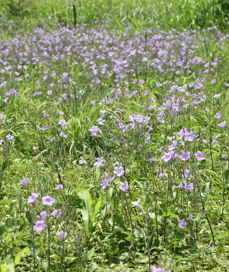 Phenology and resource allocation in Ruellia