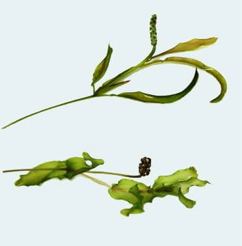 Thermotolerance in pondweeds