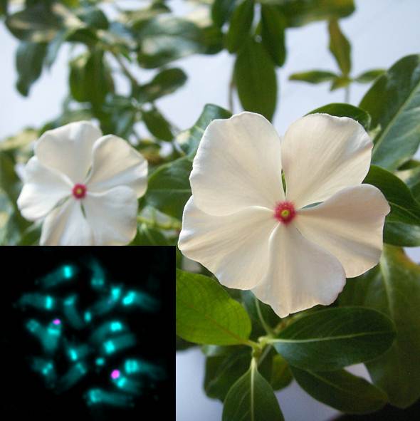 Free paper — Cytogenetic characterization and genome size of the medicinal plant Catharanthus roseus (L.) G. Don