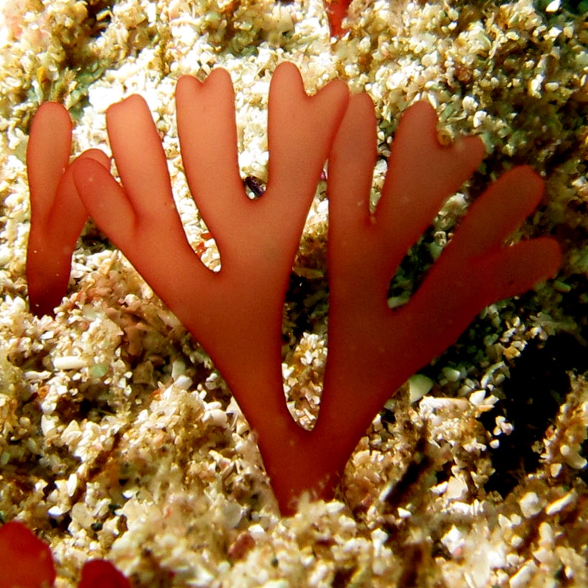 Free paper — Estimates of nuclear DNA content in red algal lineages