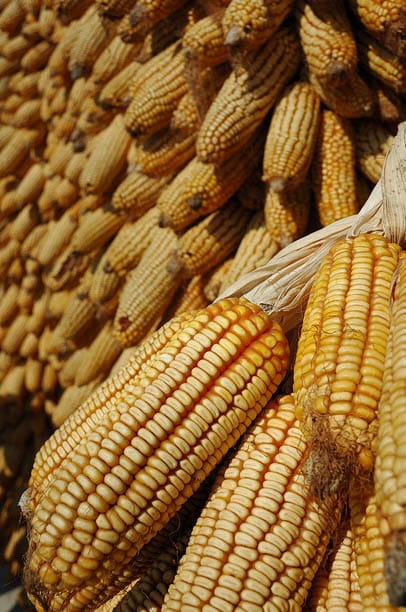 Maize (Corn) ears in China. Photo: Eloise Phipps, CIMMYT