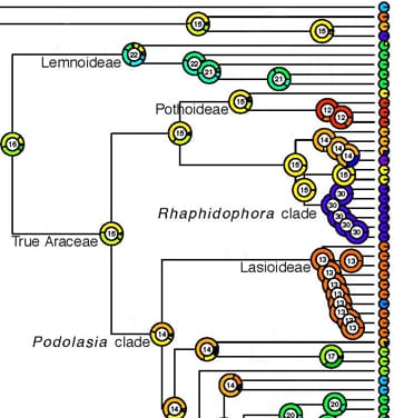 Maximum likelihood inference of chromosome numbers