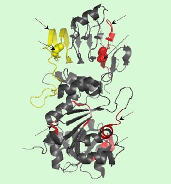 Evolution of AGPase duplicates
