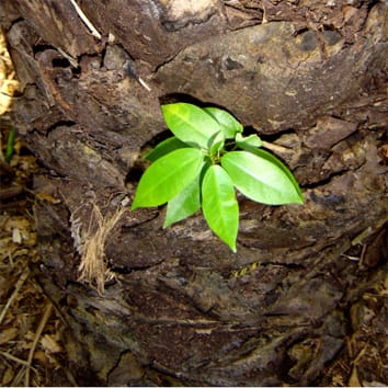 Seed banks on stems of wetland palms