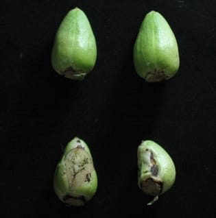 Acidic alpha-galactosidase in tobacco floral nectar