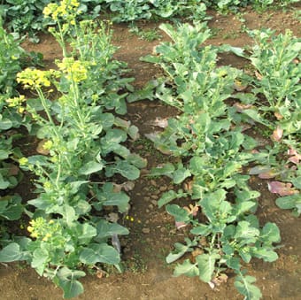 QTLs for seed yield under different P supply