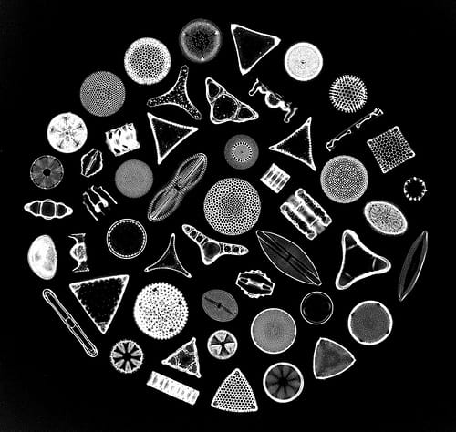 Diatoms